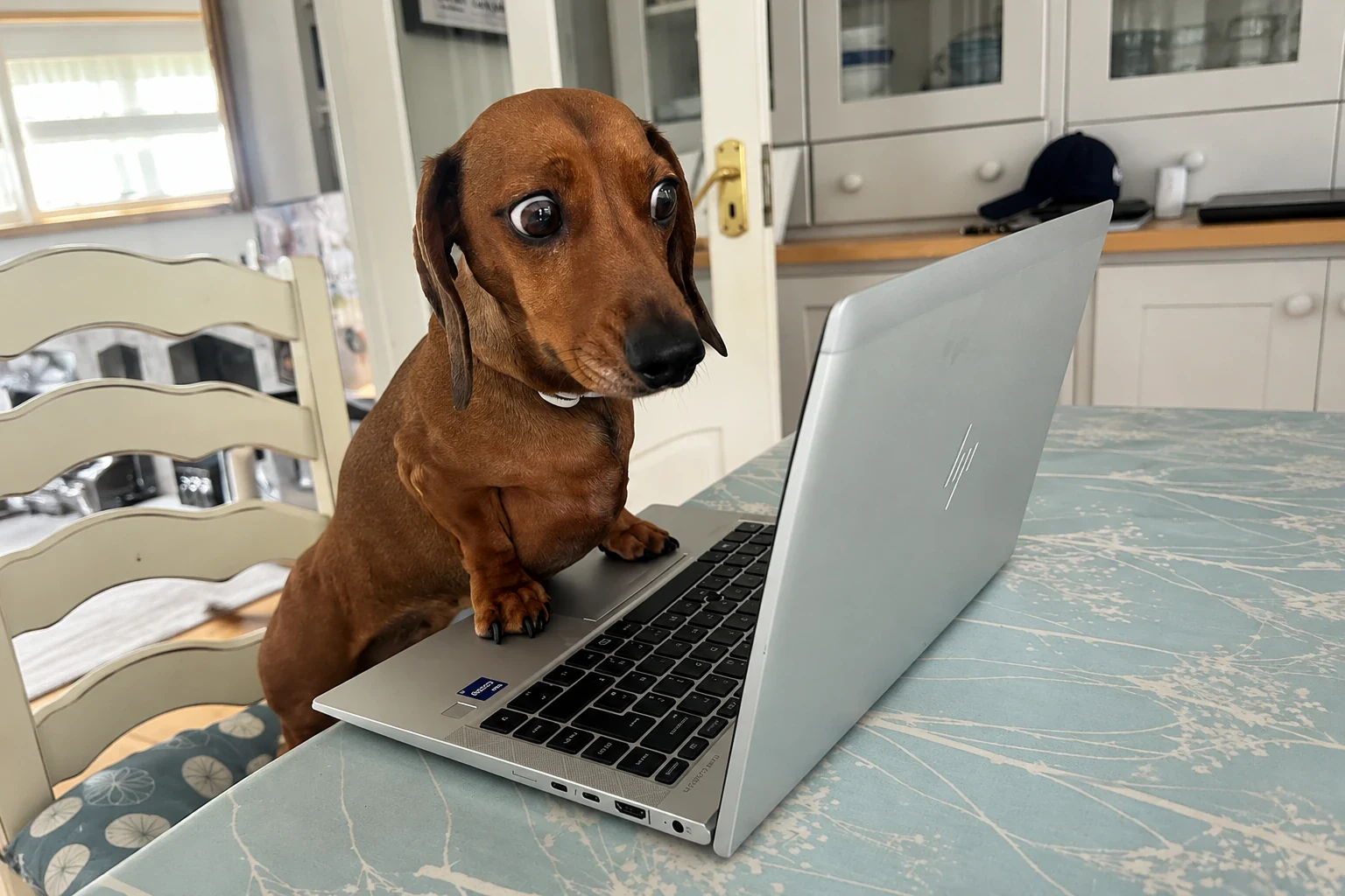 Perrito salchicha mirando una computadora